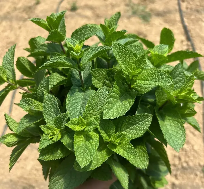 Menta Sacchetto da 250 g